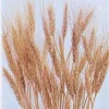 WHEAT BUNCH