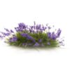 FLOWERING TUFTS VIOLET