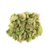 Preserved Reindeer Moss - Spring Green - 108.5 cubic inches